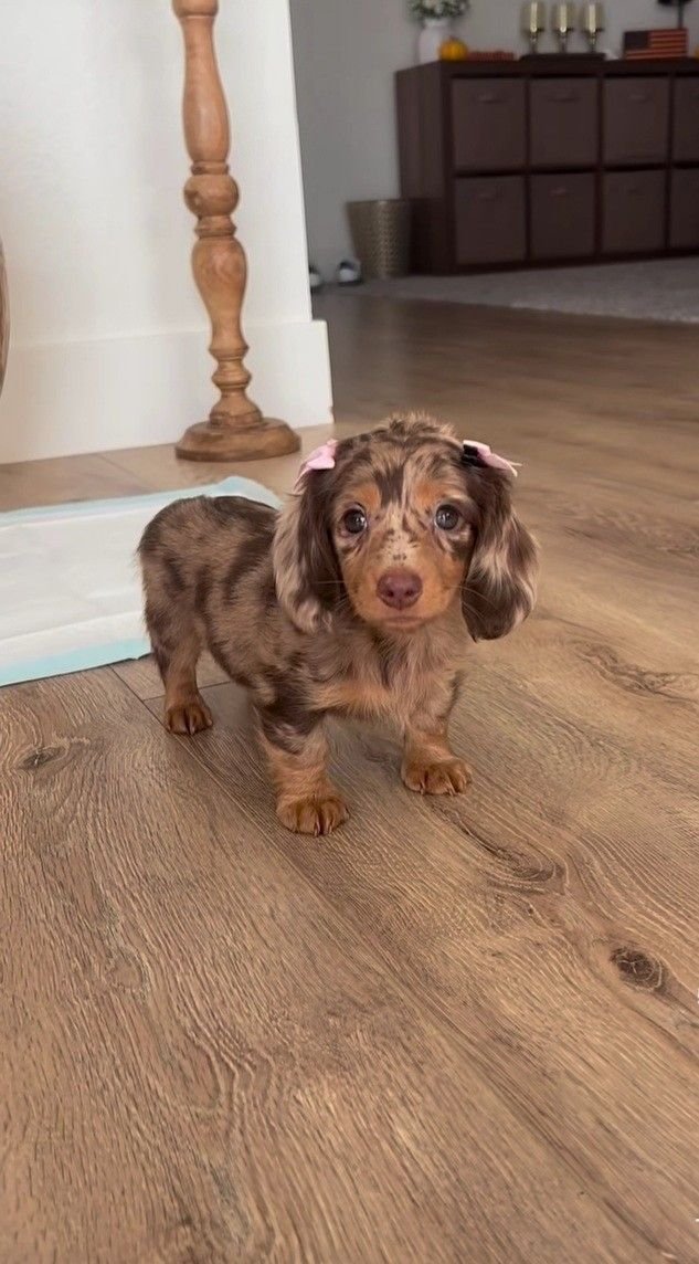 Dachshund puppy