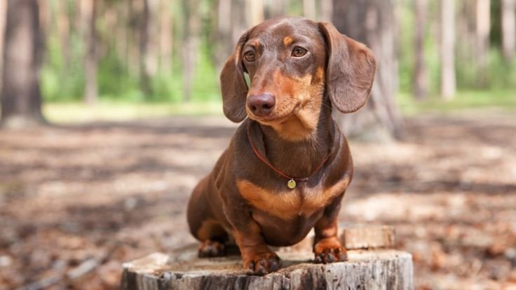 Dachshund puppies