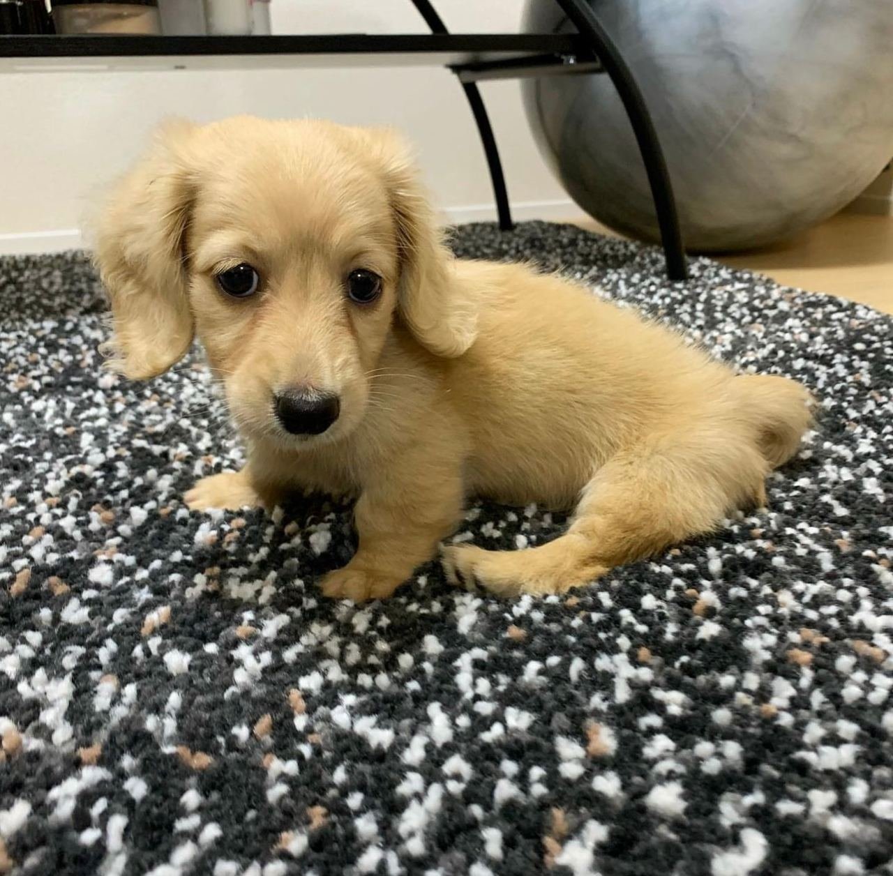 Chelsea, female Dachshund puppy