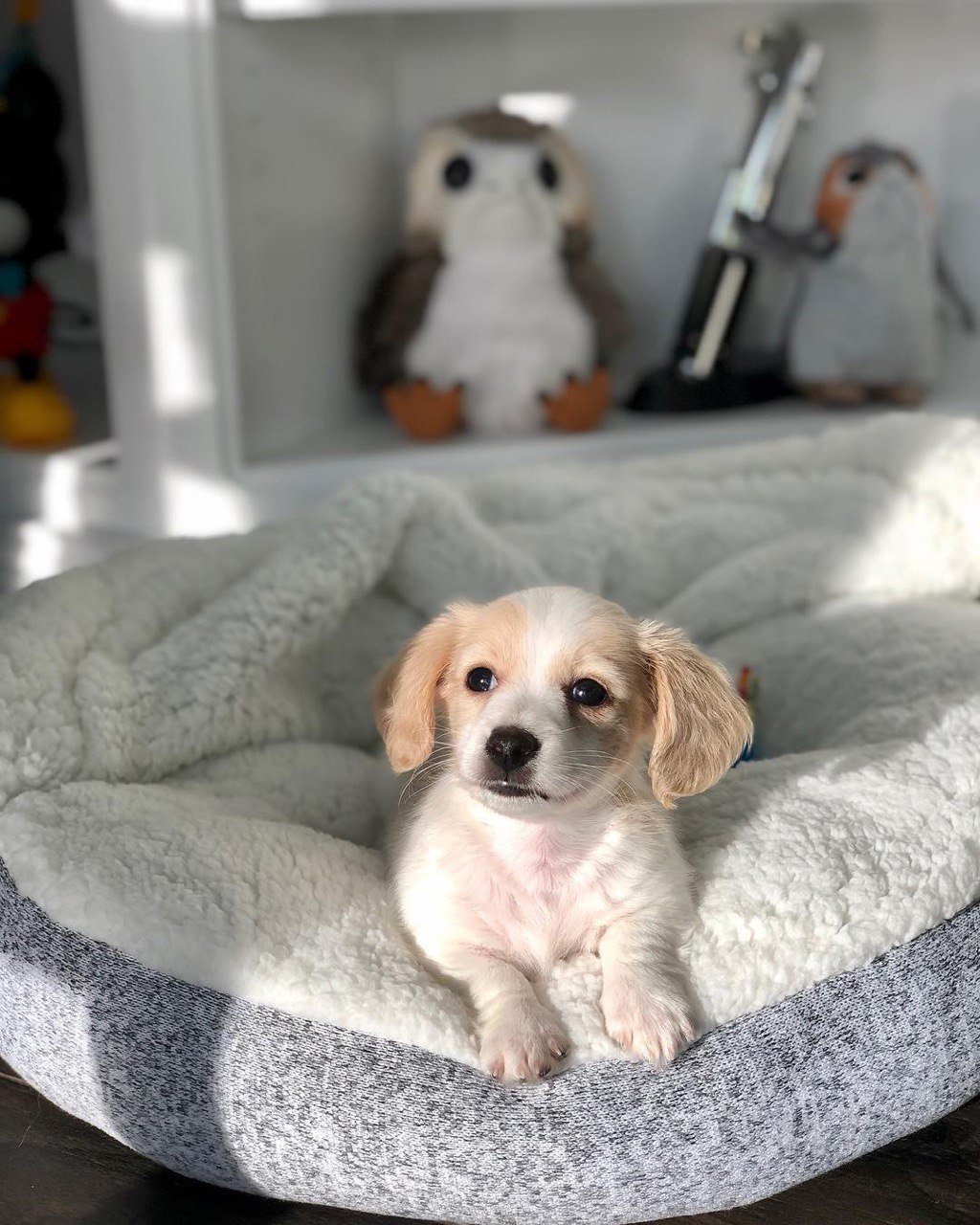 Eva, female Dachshund puppy