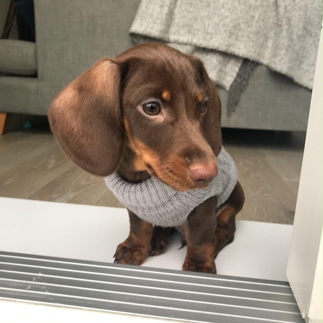 Jeff, male Dachshund puppy