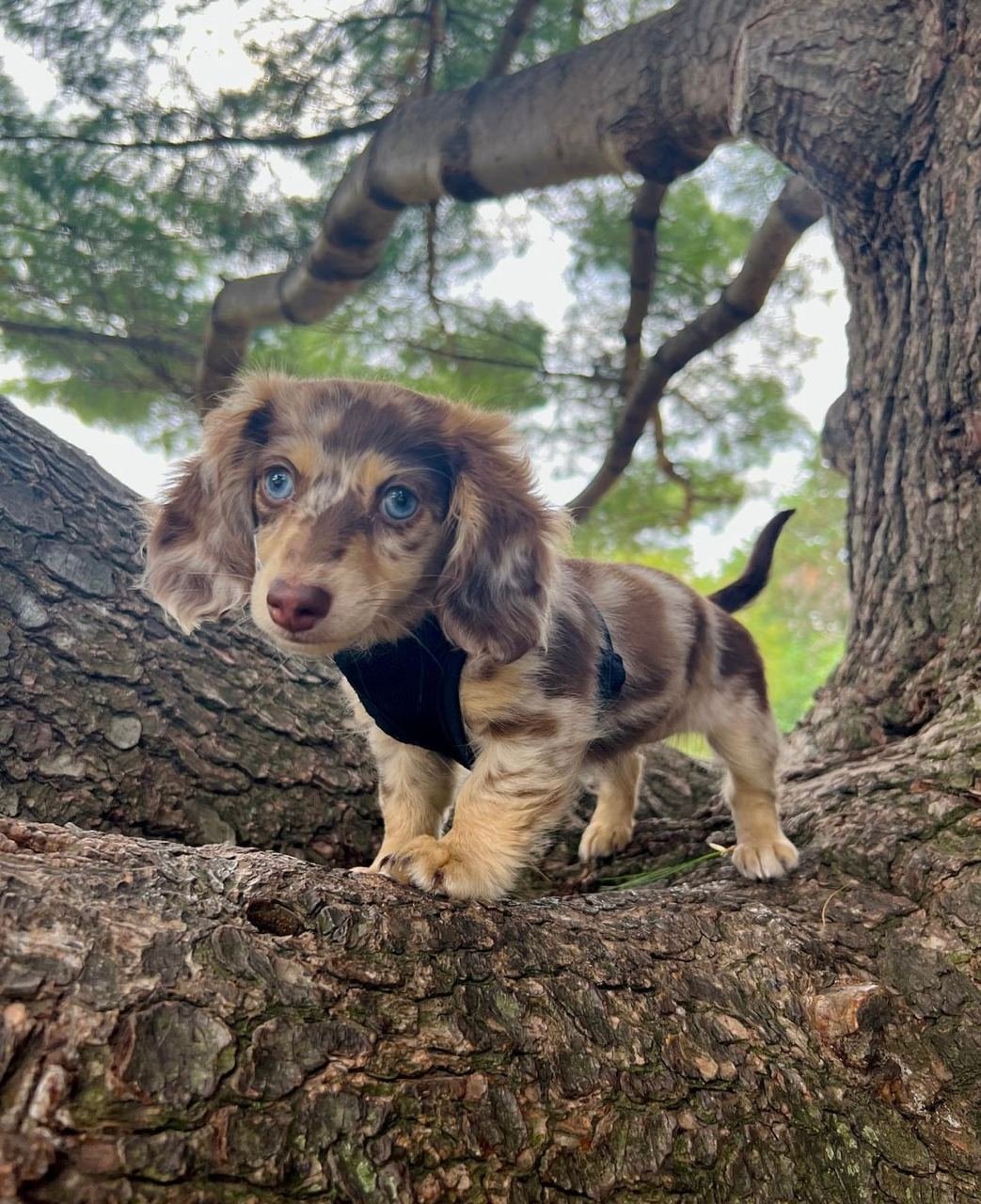 Luna, female Dachshund puppy