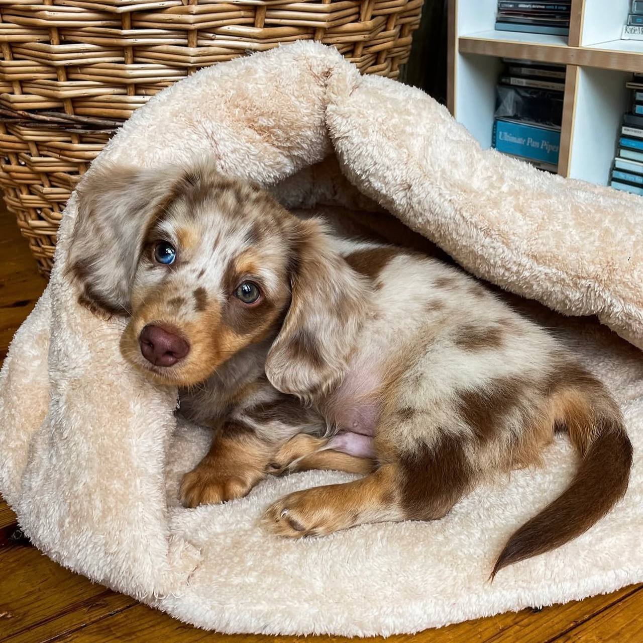 Mike, male Dachshund puppy