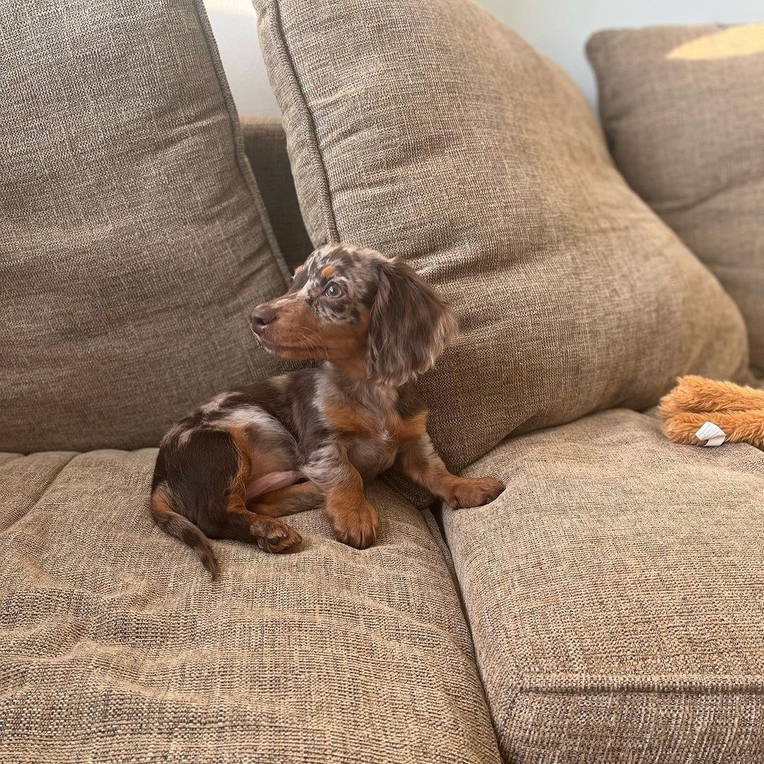 Shadow, male Dachshund puppy
