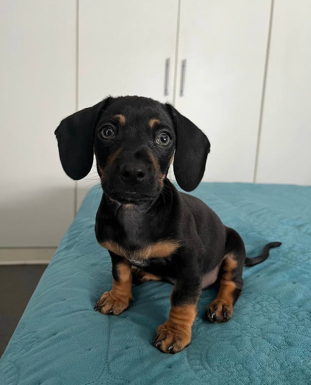 Smokey, male Dachshund puppy