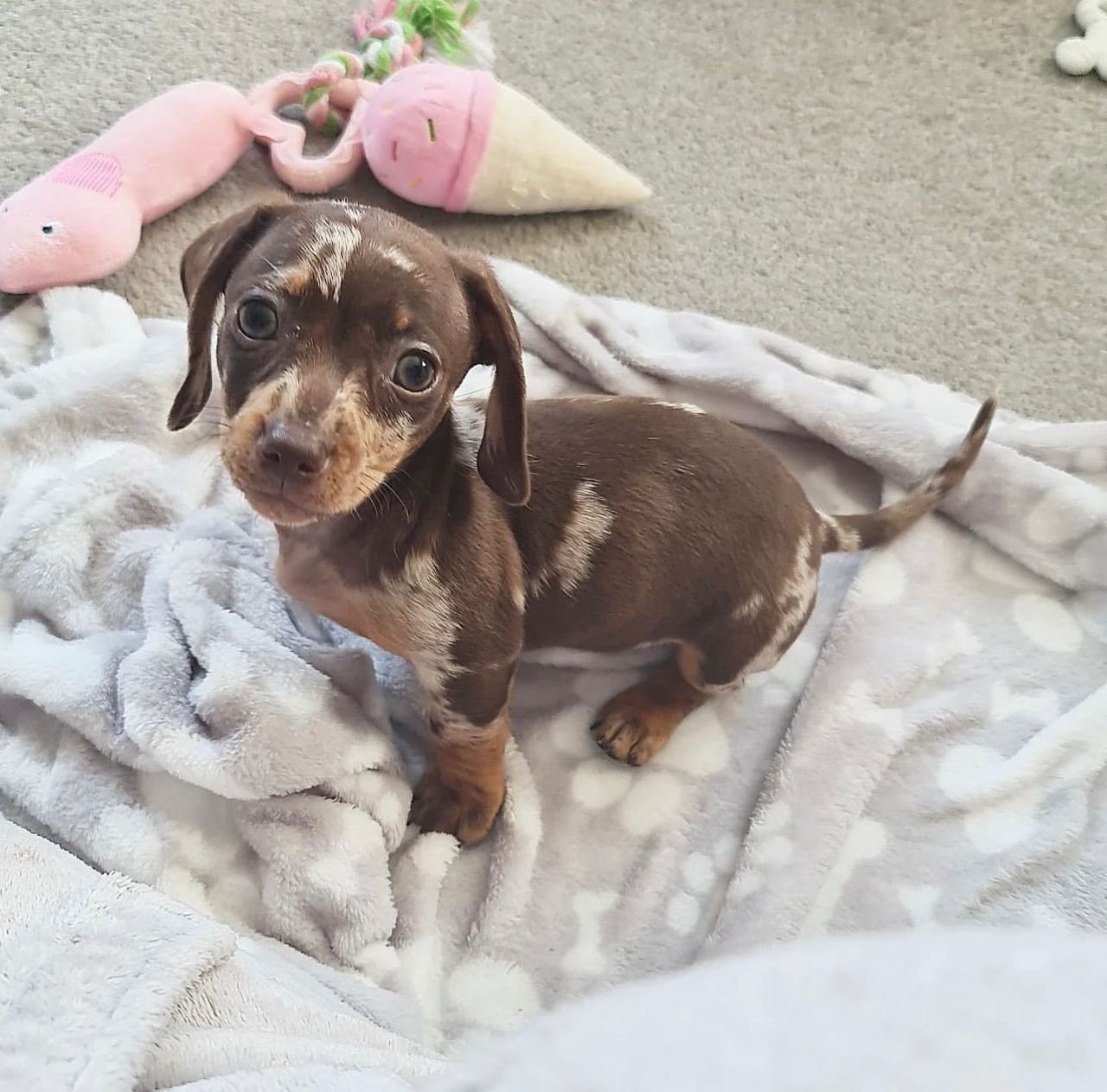 Zara, female Dachshund puppy